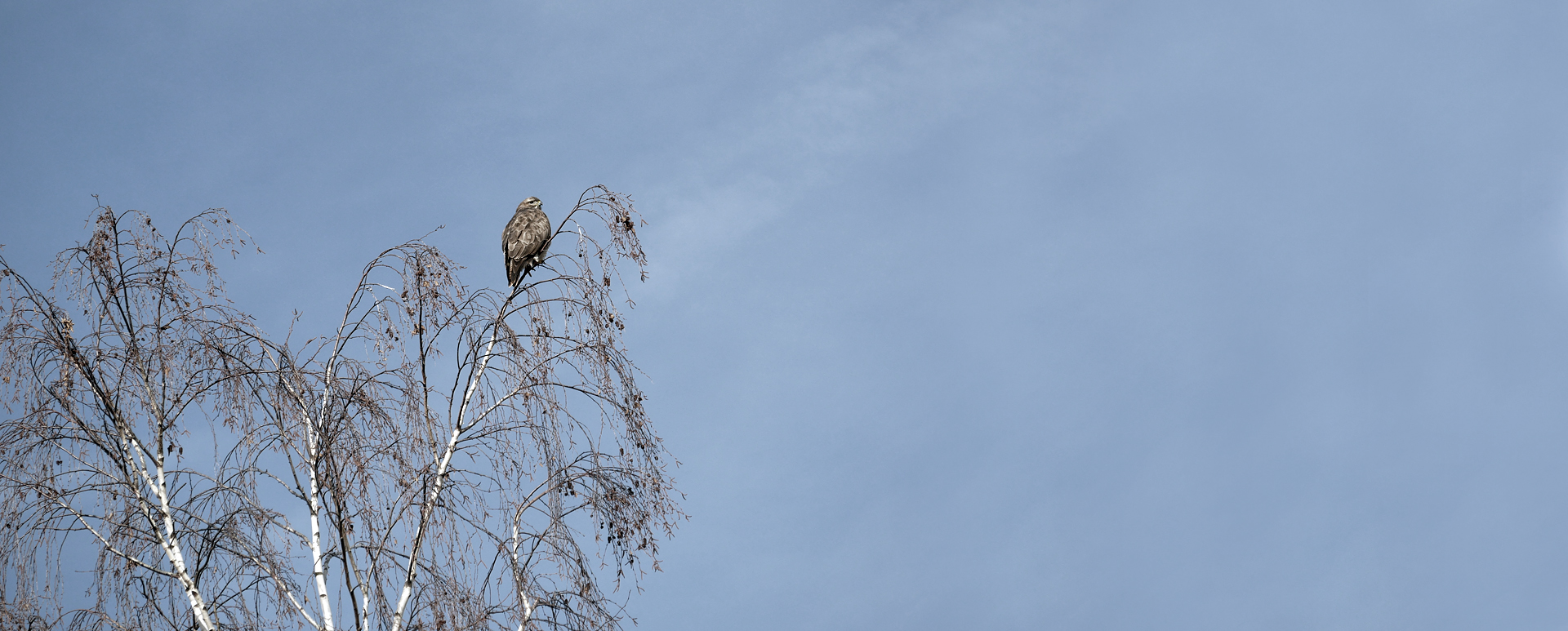 Birke mit Mäusebussard