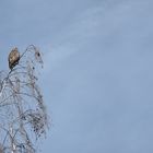 Birke mit Mäusebussard