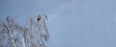 Birke mit Mäusebussard