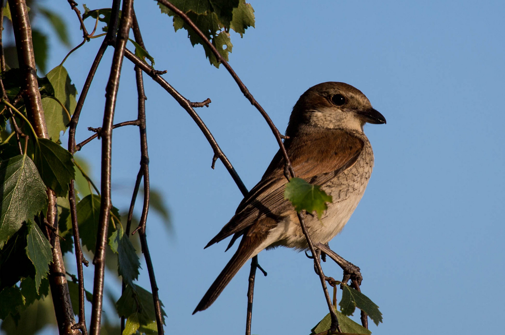 Birke mit Neuntöter