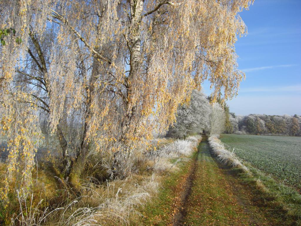 Birke mit Rauhreif an der alten Landstraße in Balow (Mecklenburg)