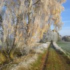 Birke mit Rauhreif an der alten Landstraße in Balow (Mecklenburg)