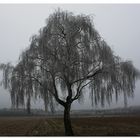 Birke mit Rauhreif im Nebel