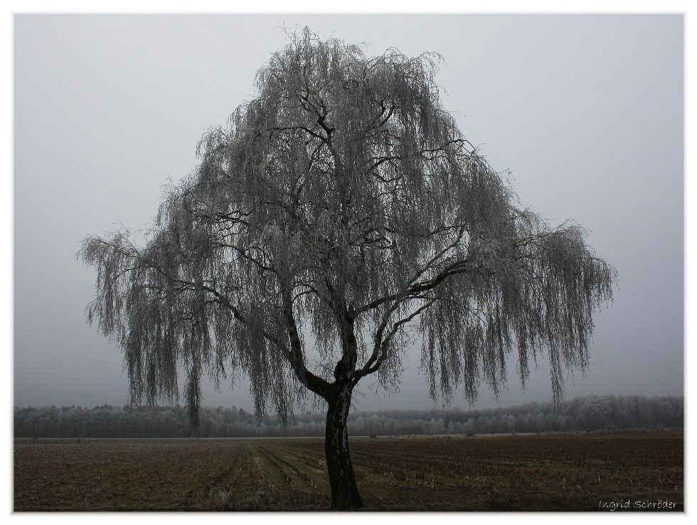 Birke mit Rauhreif im Nebel