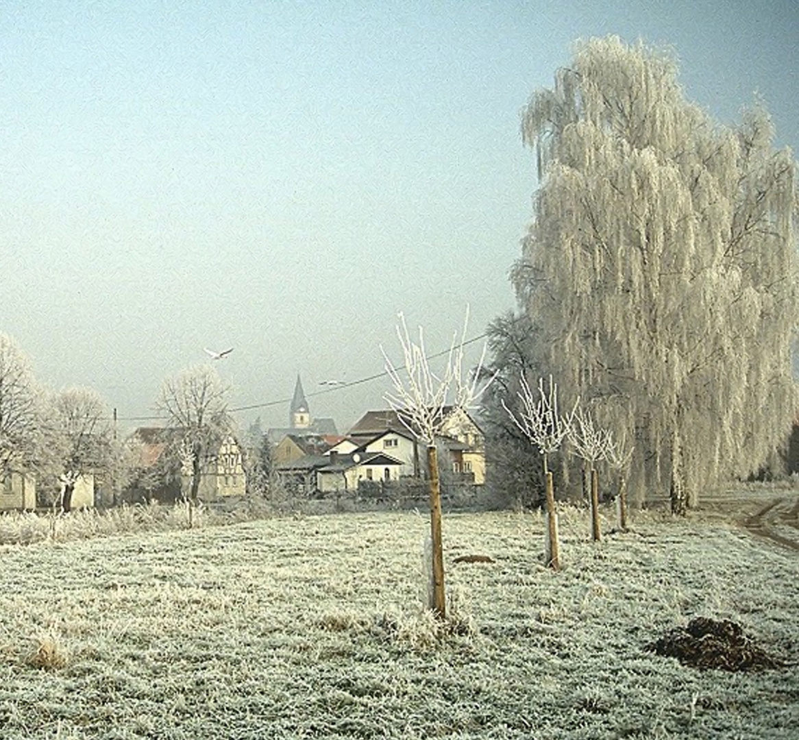 Birke mit Raureif