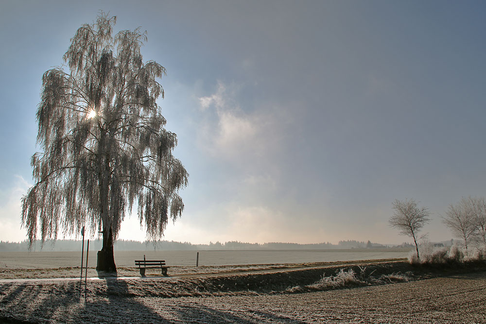 Birke mit Raureif im Gegenlicht