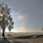 Birke mit Raureif im Gegenlicht