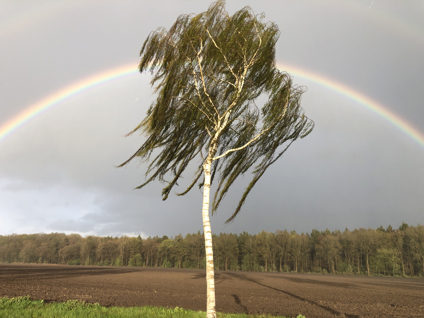 Birke mit Regenbogen 