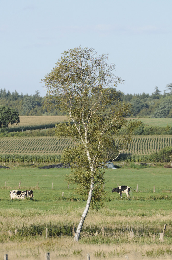 Birke mit Rindern im Hintergrund