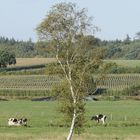 Birke mit Rindern im Hintergrund