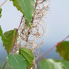 Birke mit Schmuck 2