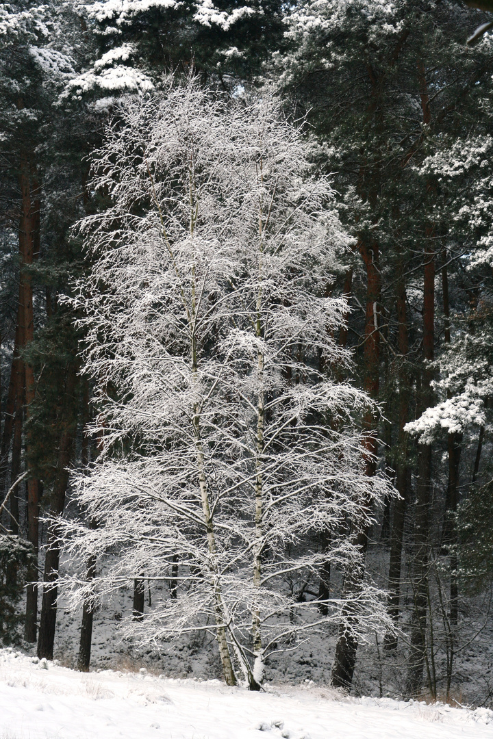 Birke mit Schnee !!