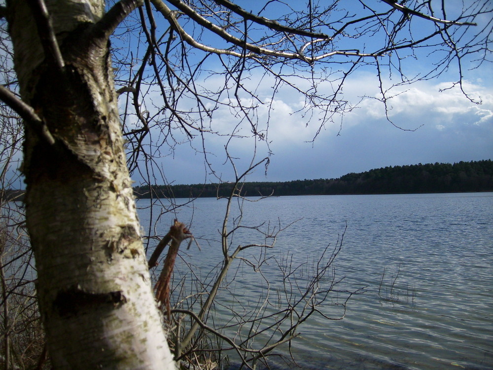 Birke mit schöner Aussicht