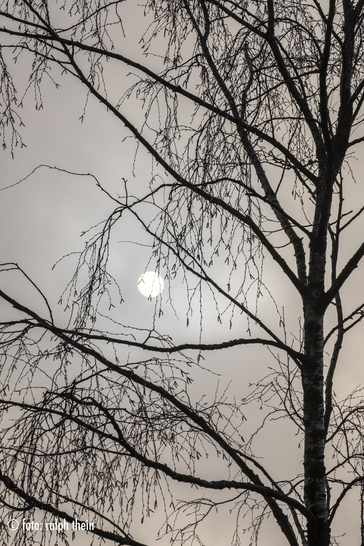 Birke mit Wintersonne im Nebel