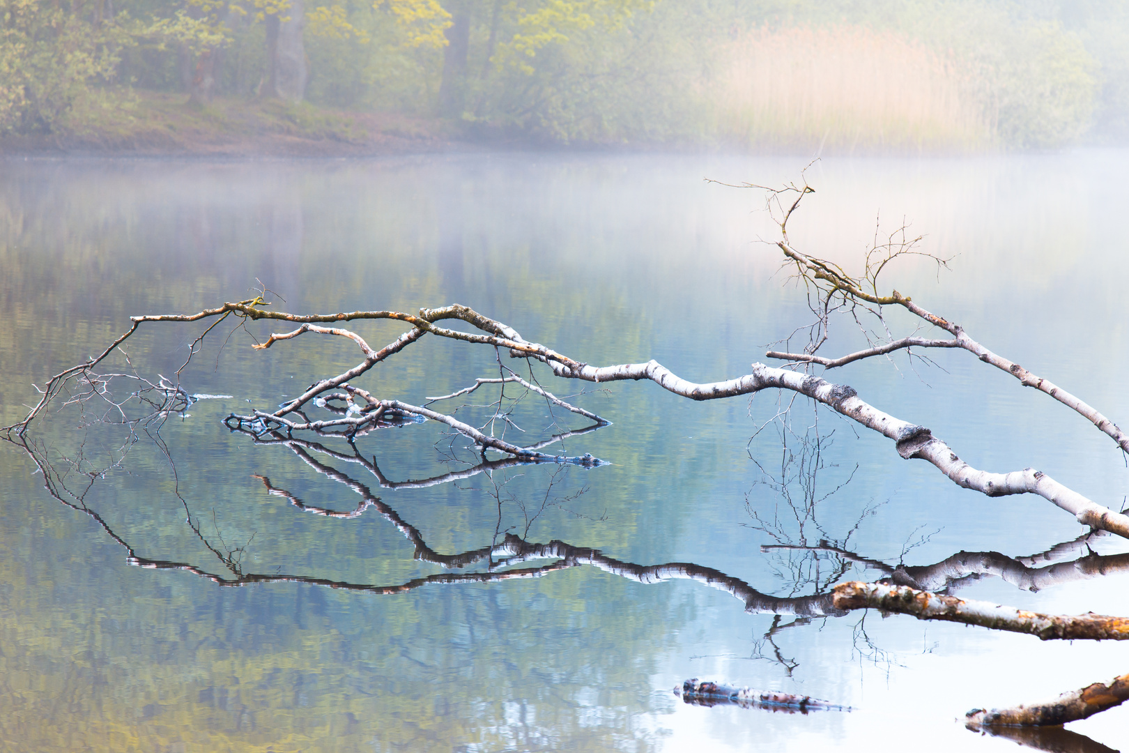 Birke trifft Wasser