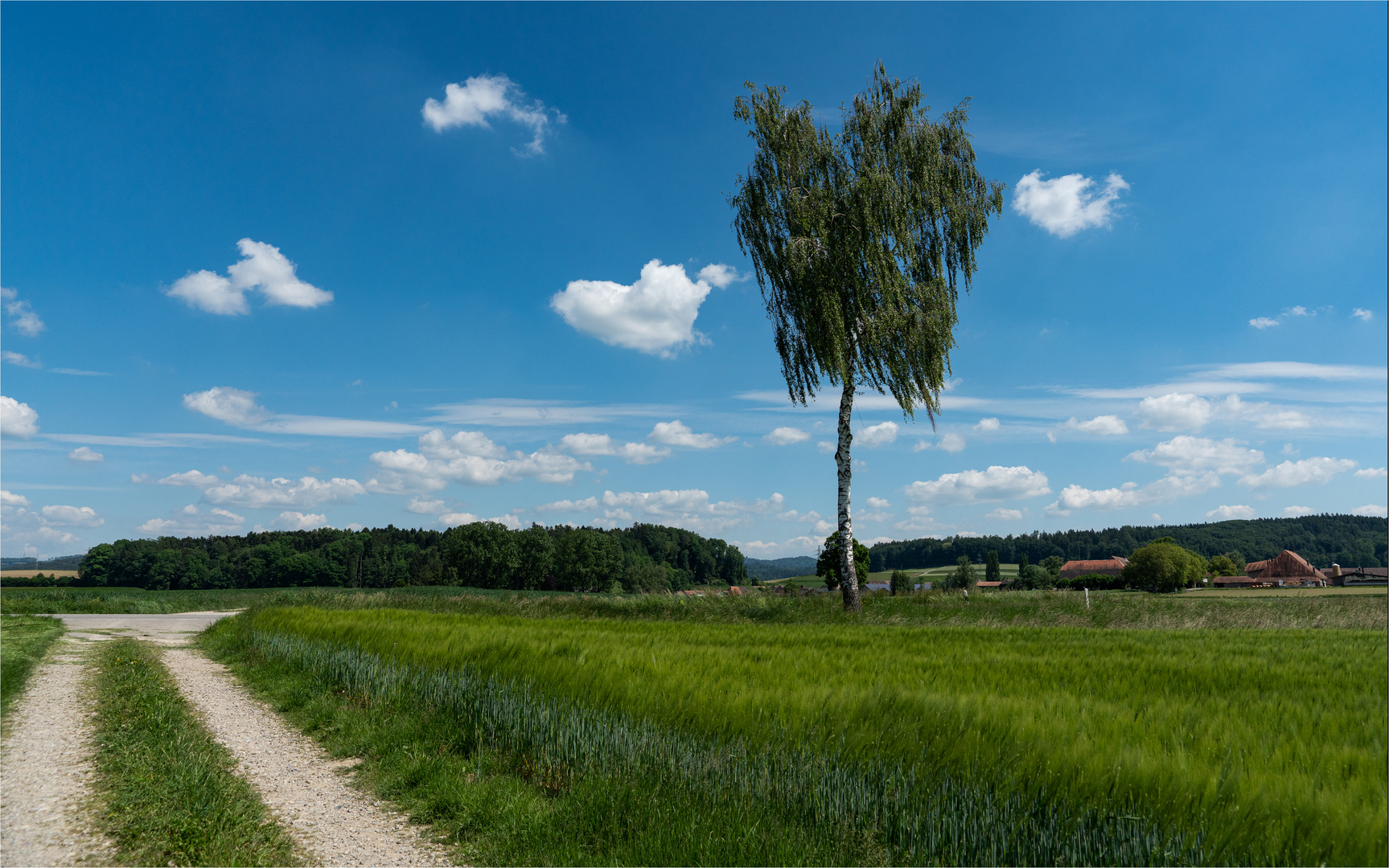 Birke und Kornfeld im starken Wind