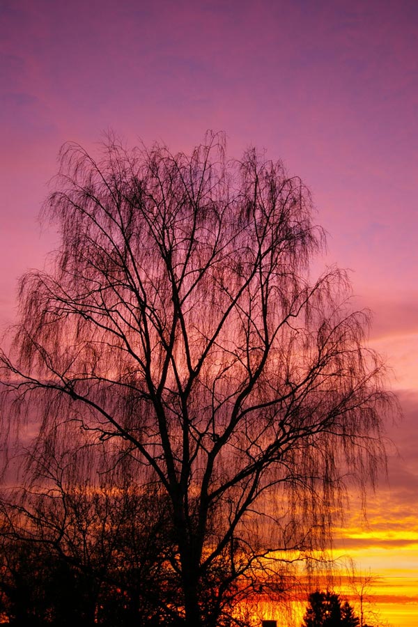 Birke und Sonnenaufgang