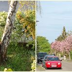 Birke und Zierkirschen in meiner Straße