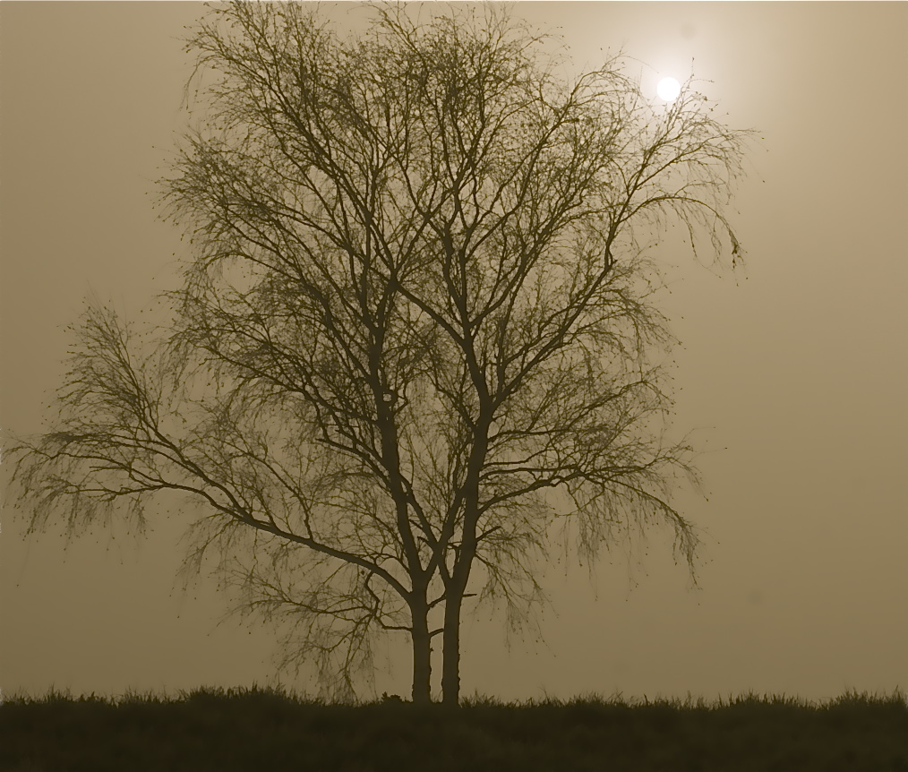 Birke vor sich auflösendem Nebel