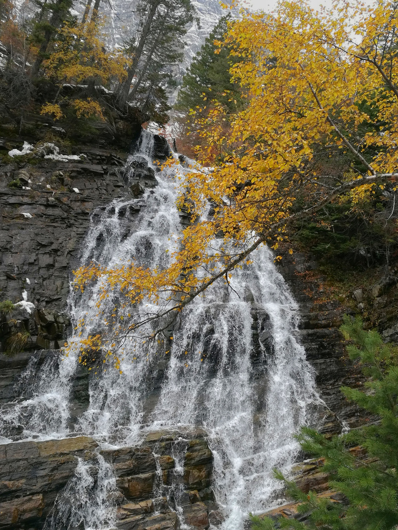 Birke vor Wasserfall