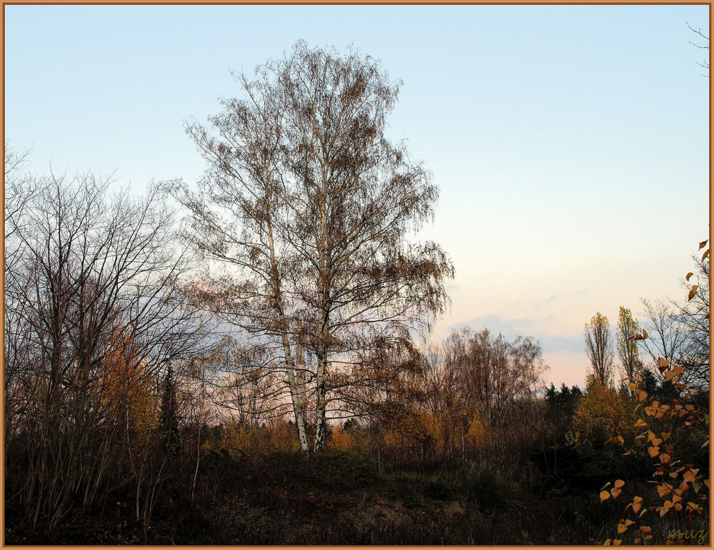 Birke zwischen Tag und Nacht...