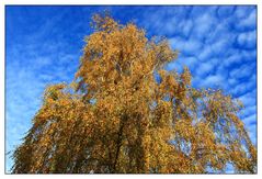 Birke_100_4093_goldener_Herbst