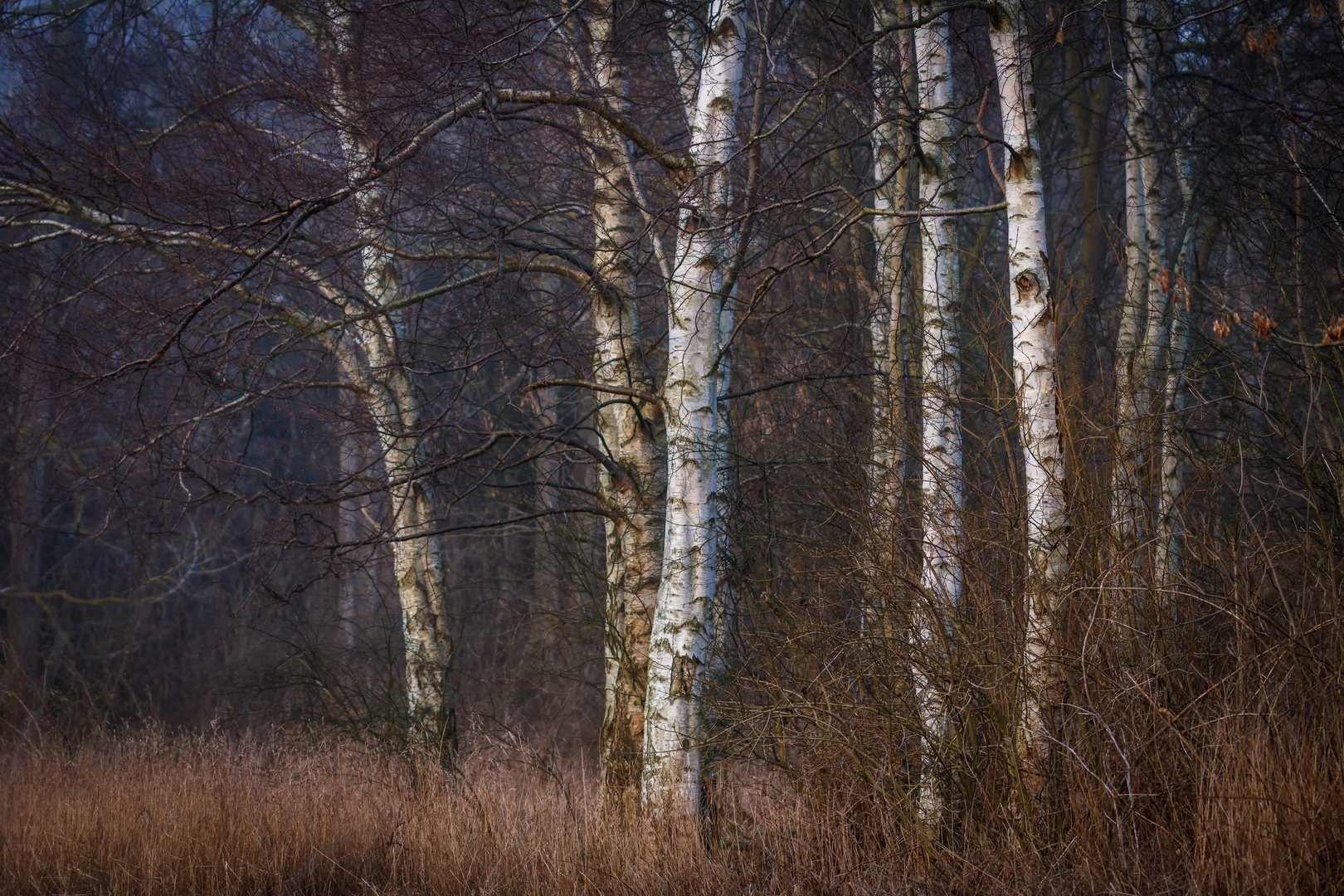 Birken Foto & Bild | landschaft, wald, bäume Bilder auf fotocommunity