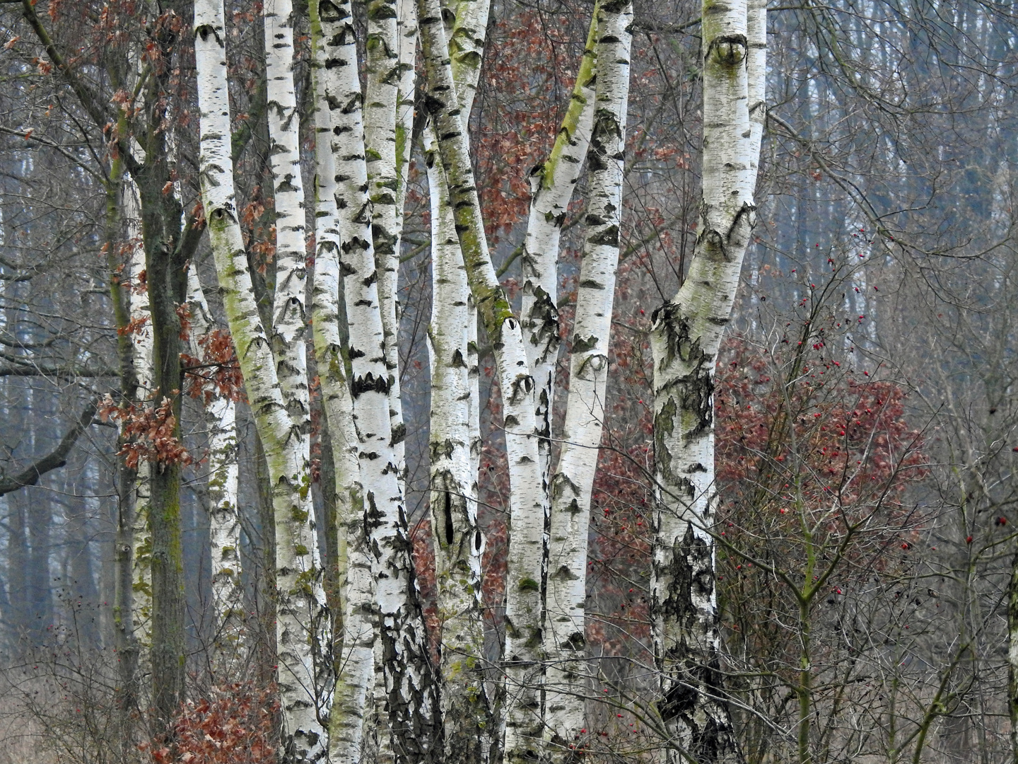 Birken Foto & Bild | jahreszeiten, frühling, natur Bilder auf fotocommunity