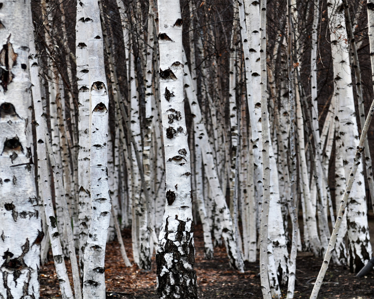 birken Foto & Bild | landschaft, natur und landschaft, natur Bilder auf ...