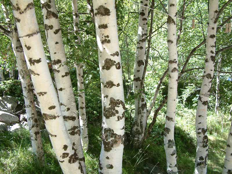 birken Foto & Bild jahreszeiten, sommer, natur Bilder auf