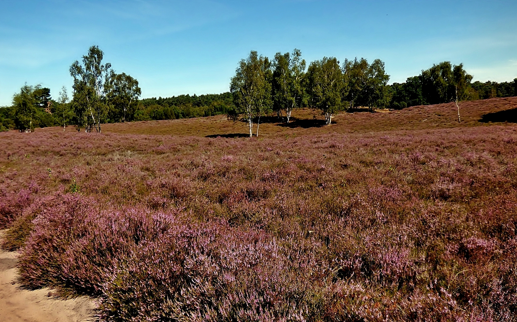 Birken . . . Foto & Bild landschaft, heide, natur Bilder auf