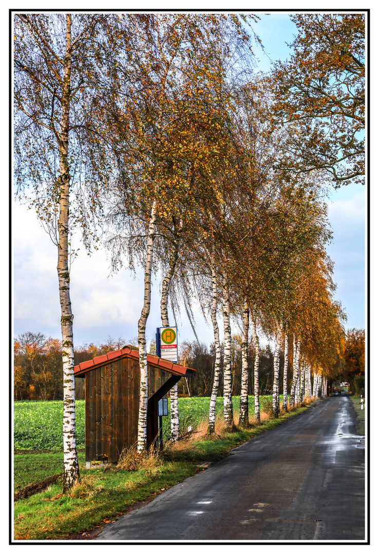 Birken- Allee im Münsterland