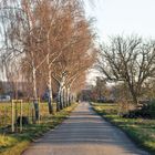 Birken-Allee in Weiher