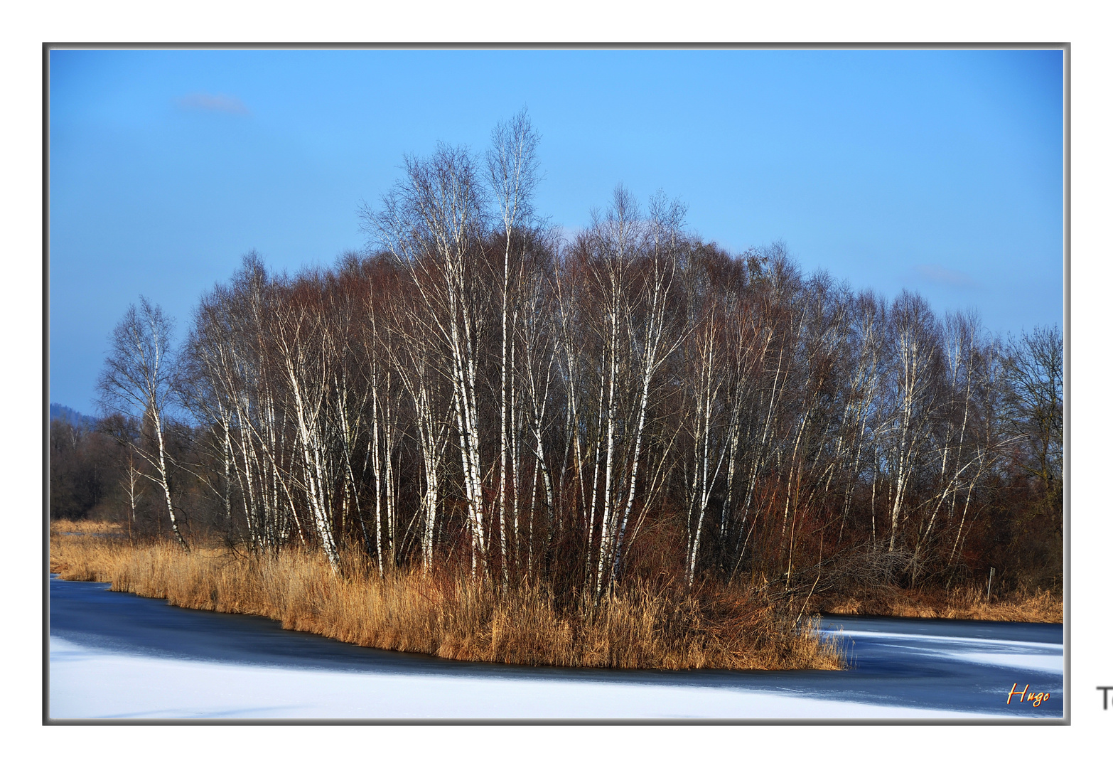 Birken am Alten Rhein