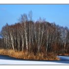 Birken am Alten Rhein