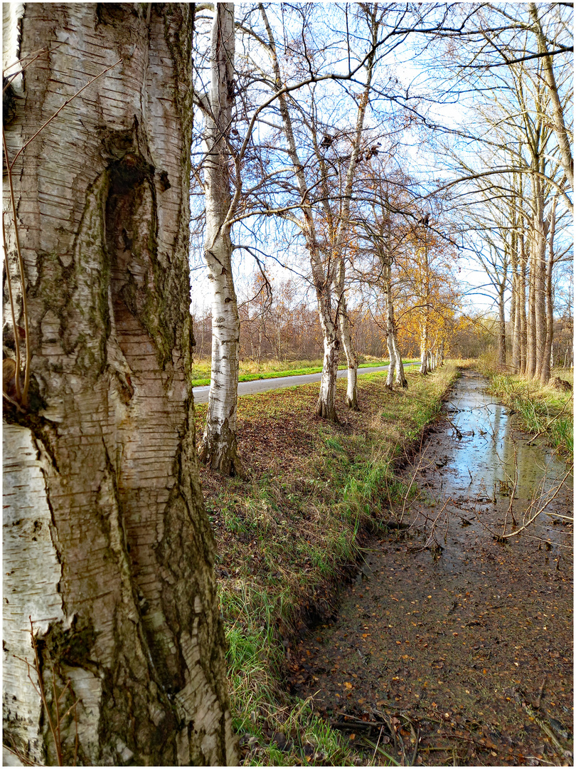 Birken am Bach...im Herbst