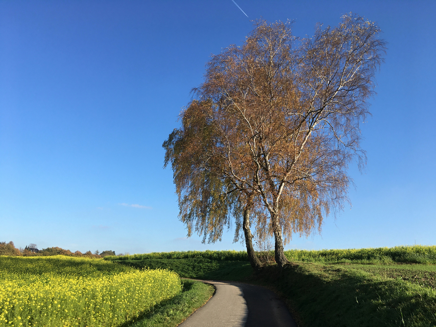 Birken am Feld