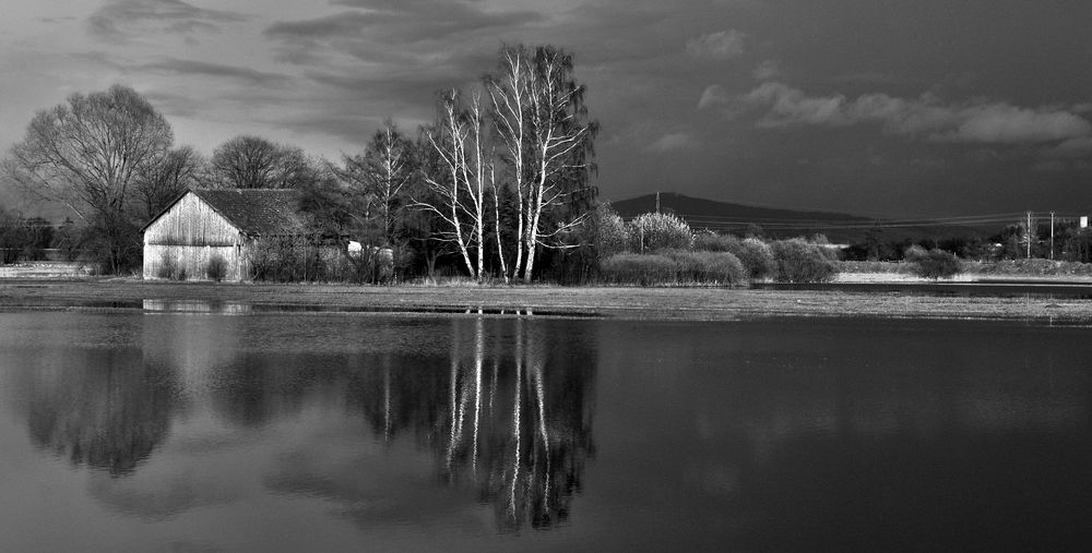 birken am fluss