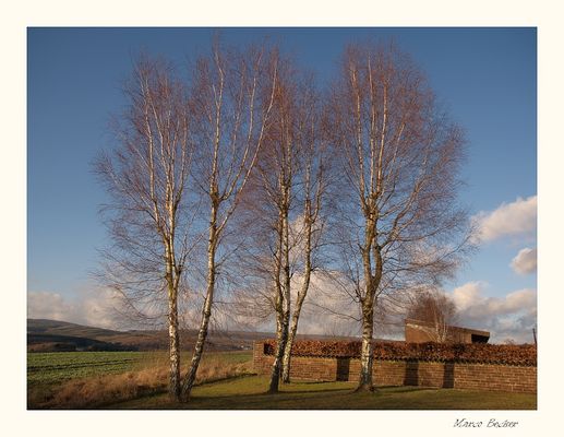 Birken am Friedhof