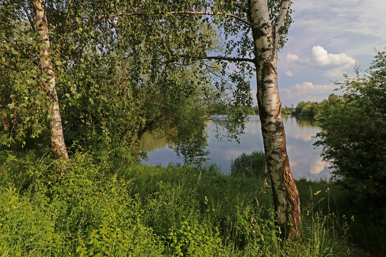 Birken am Großen See 