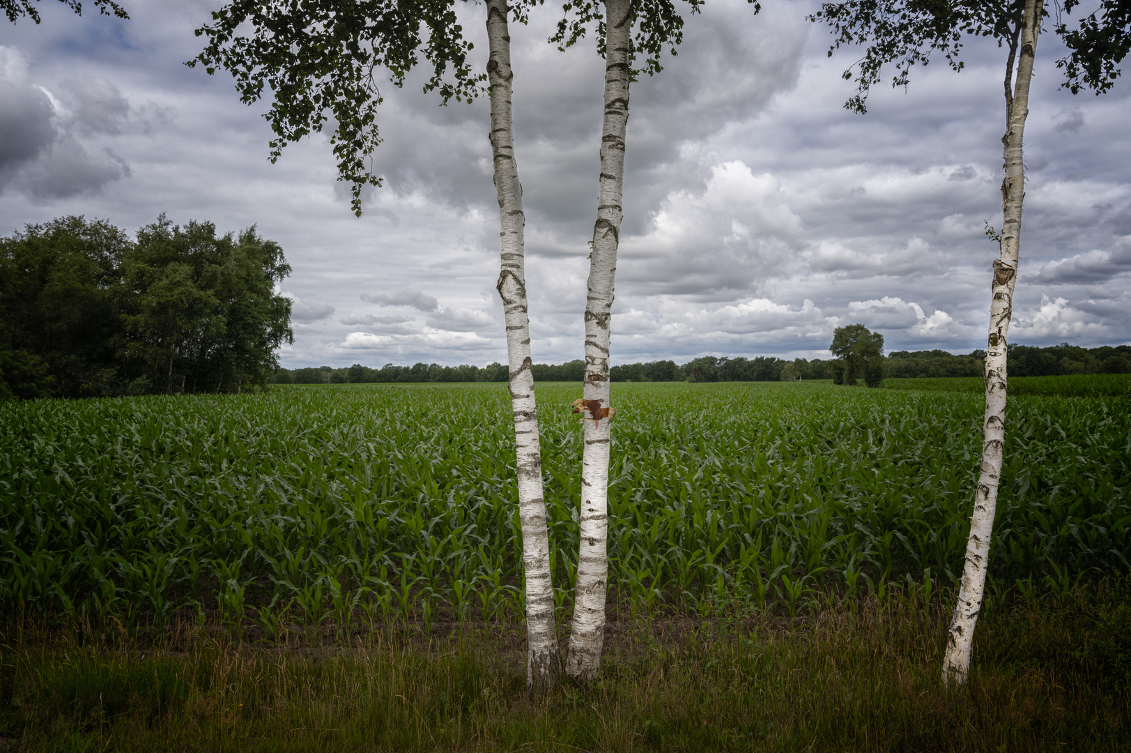 Birken am Maisfeld