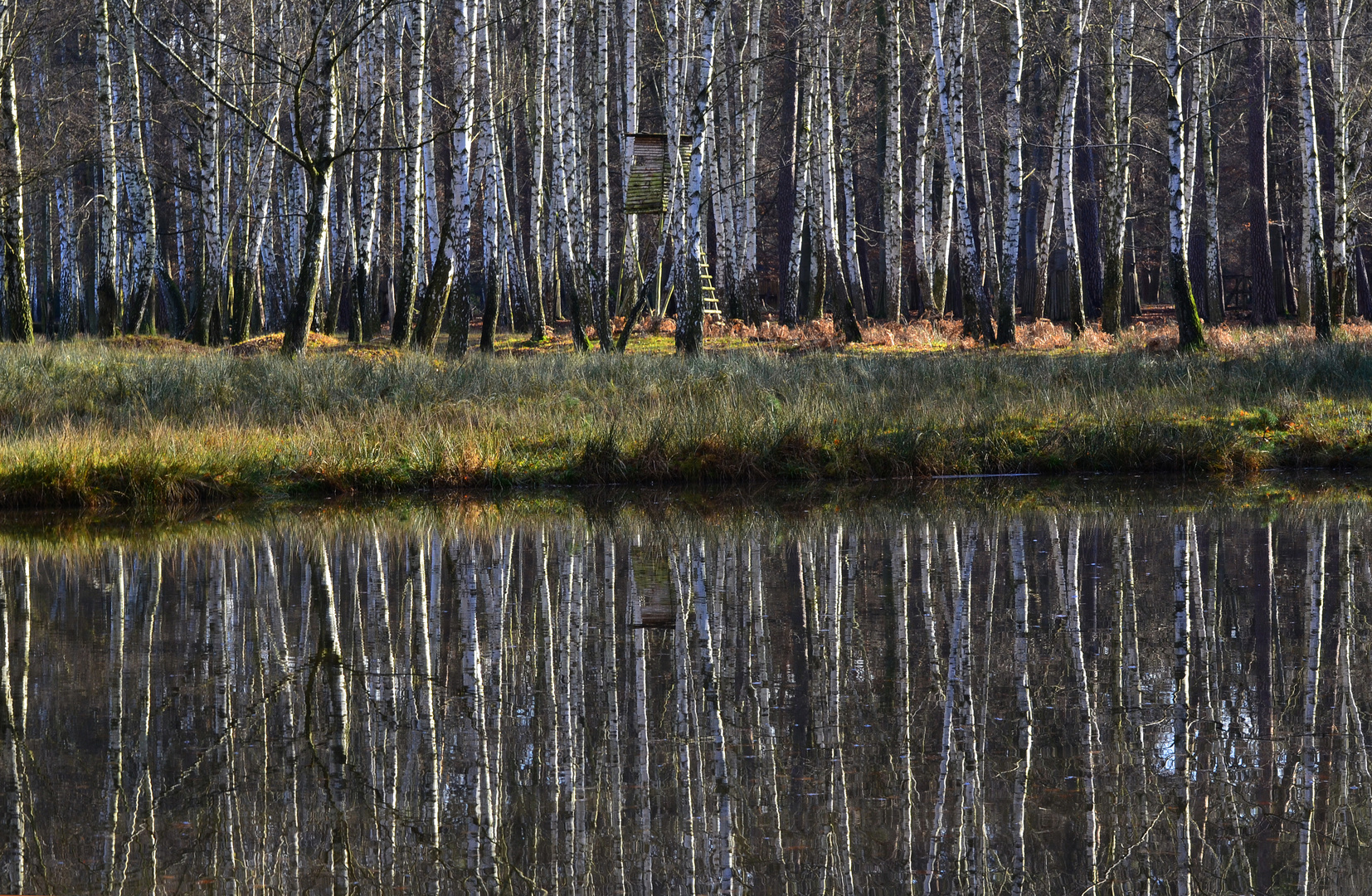 Birken am See