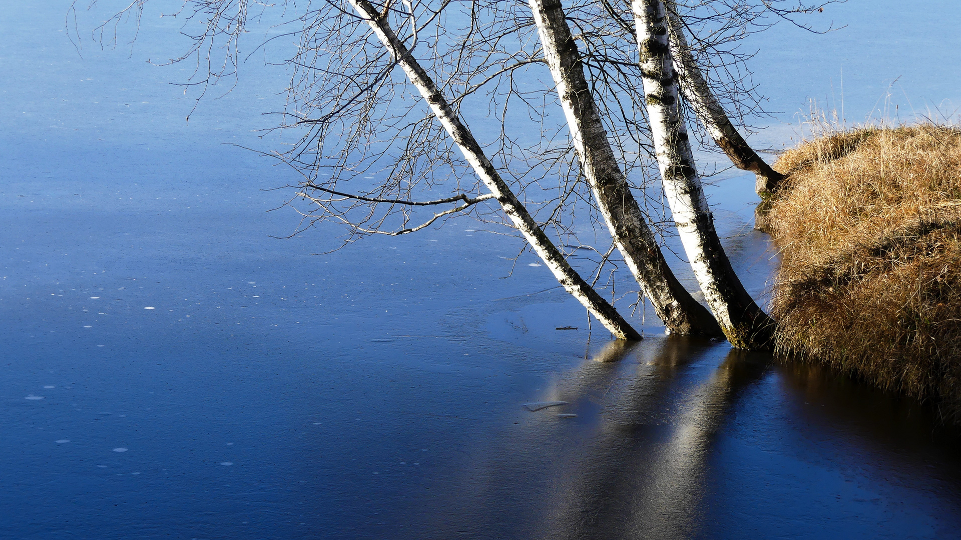 Birken am See mit Eisfläche