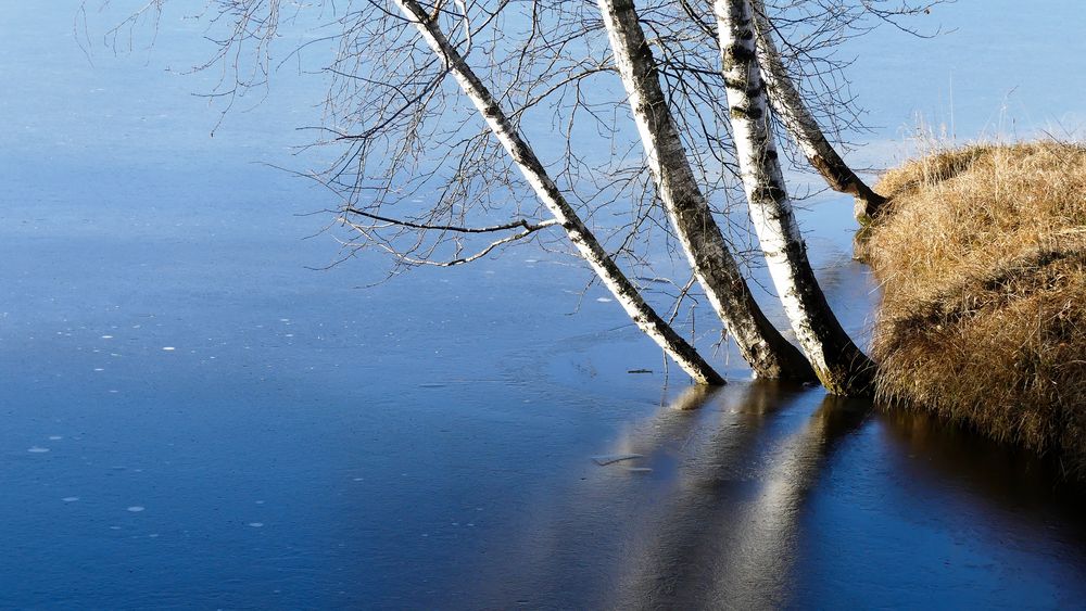 Birken am See mit Eisfläche