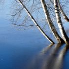 Birken am See mit Eisfläche