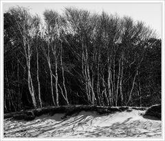 Birken am Strand