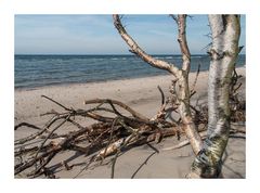 Birken am Strand