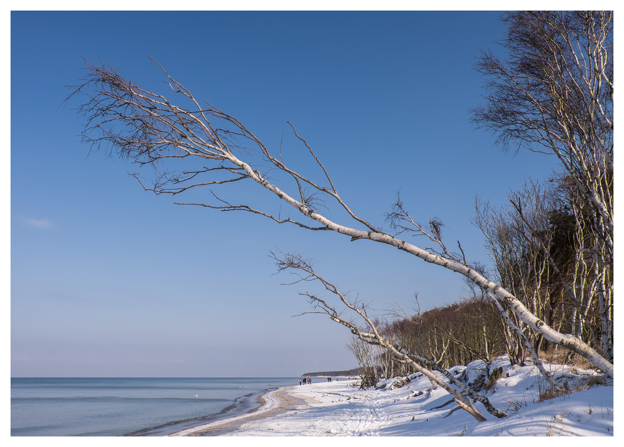 Birken am Strand