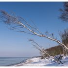 Birken am Strand