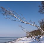 Birken am Strand